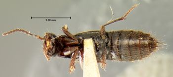 Media type: image;   Entomology 7312 Aspect: habitus ventral view